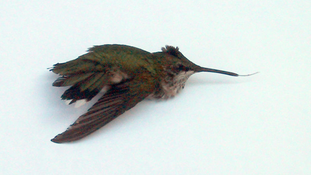 Candid peeing on the beach photos Humming bird sex position